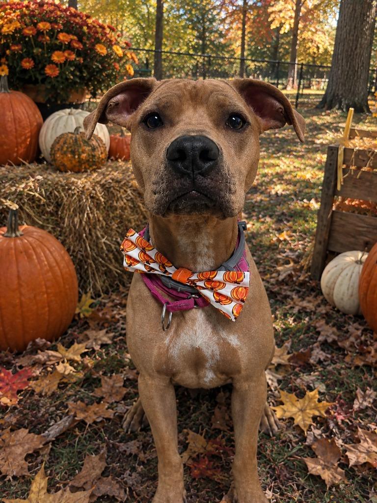 Enlarge Mya (f/k/a Nugget), a Adoptable mixed breed in Meriden, CT image 1/5