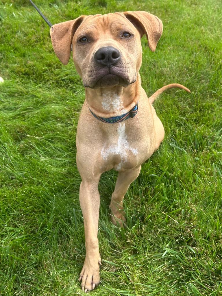 Enlarge Mya (f/k/a Nugget), a Adoptable mixed breed in Meriden, CT image 3/5