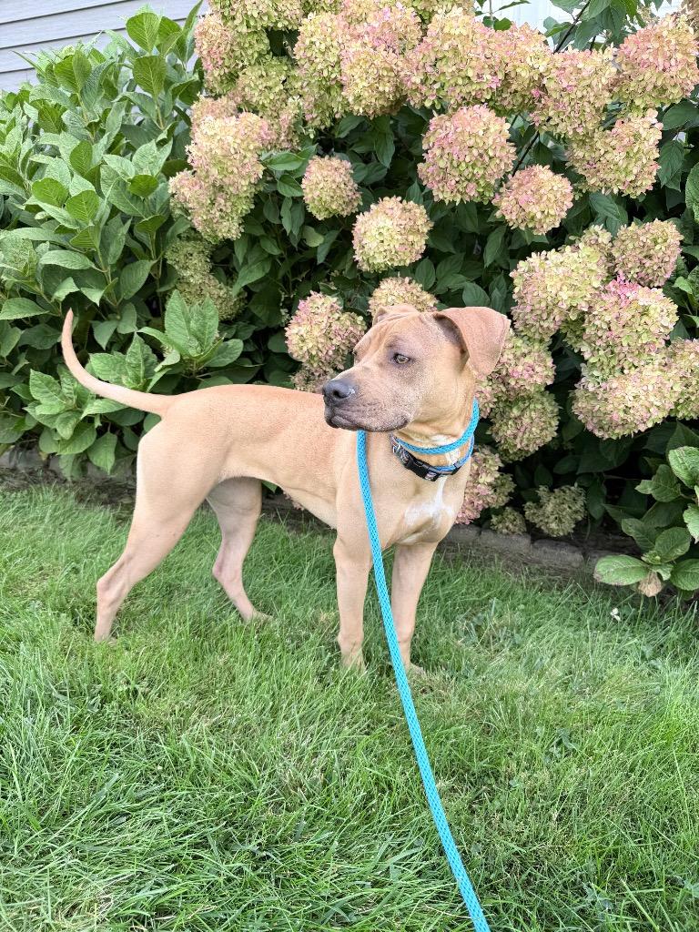 Enlarge Mya (f/k/a Nugget), a Adoptable mixed breed in Meriden, CT image 4/5