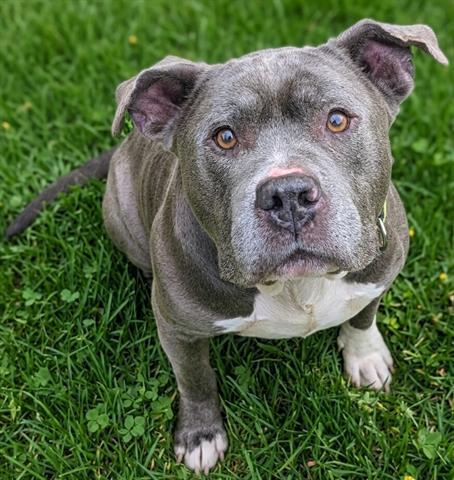 Enlarge AL, a Adoptable Staffordshire Bull Terrier in Akron, OH image 1/1