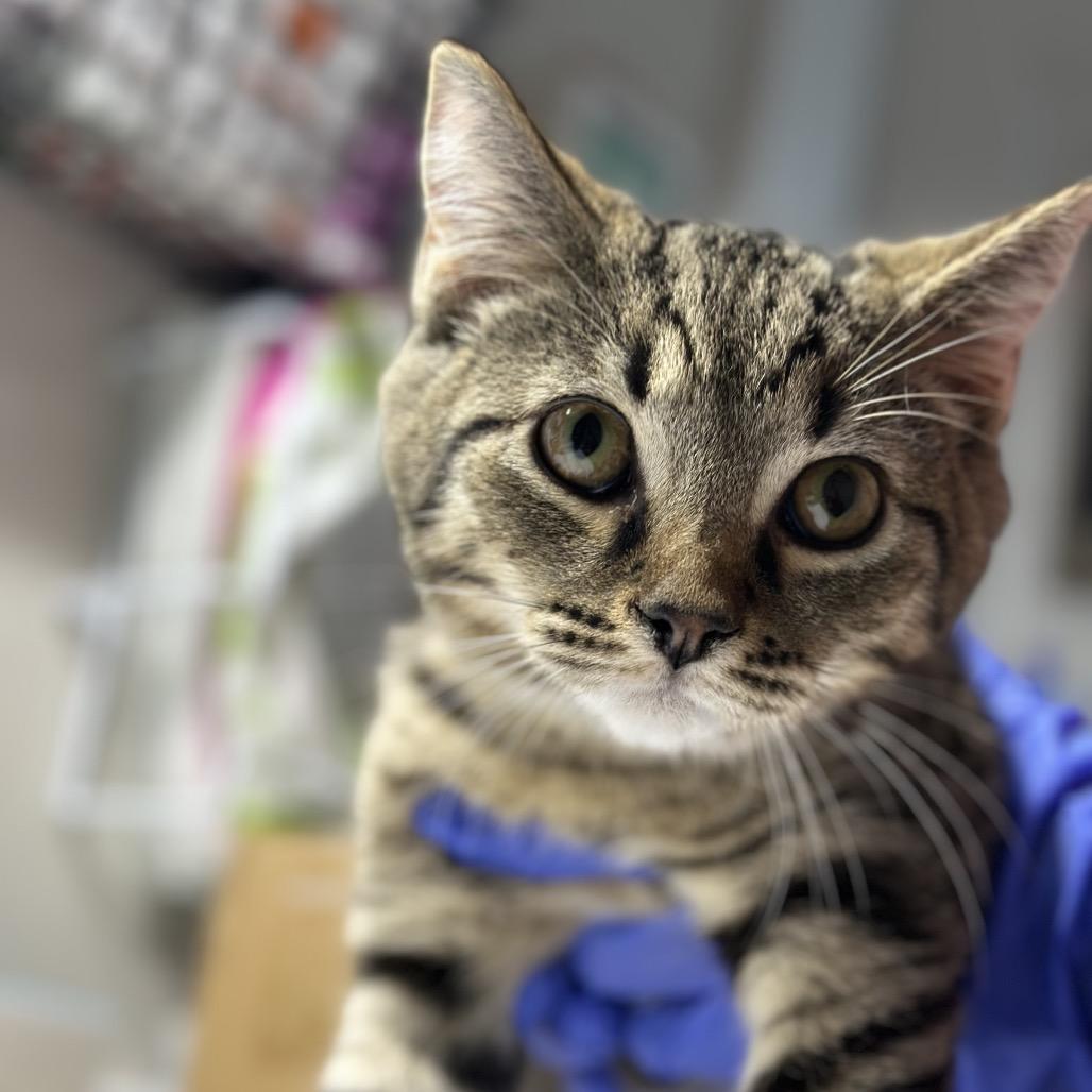 Prince (and Precious), Adoptable, Young Male Domestic Short Hair.