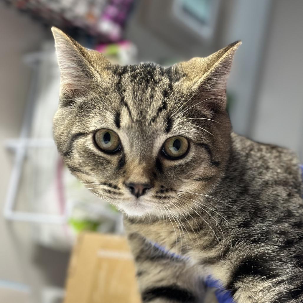 Enlarge Prince (and Precious), a Adoptable Domestic Short Hair in Mount Laurel, NJ image 2/3