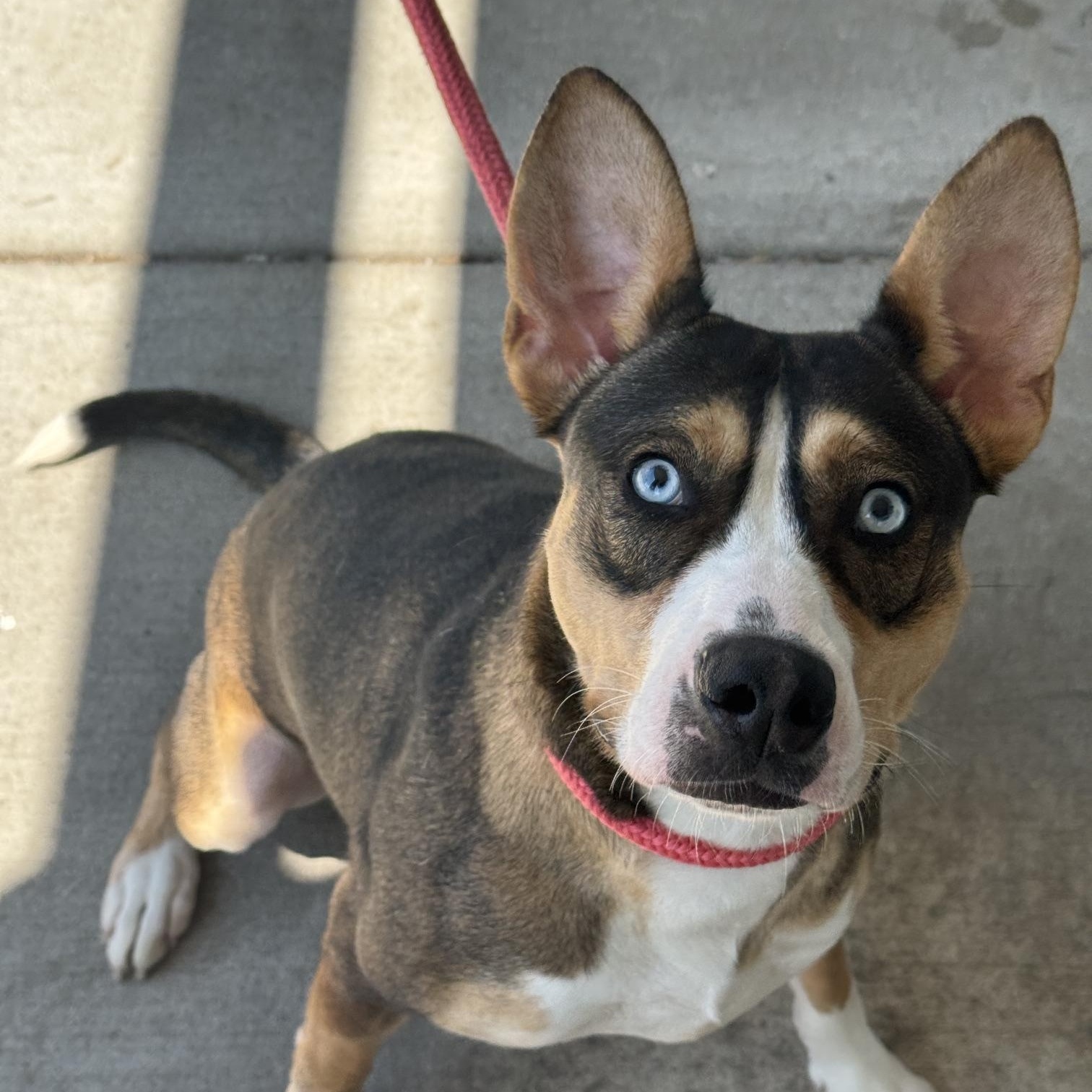 Hera, Adoptable, Adult Female Shepherd.