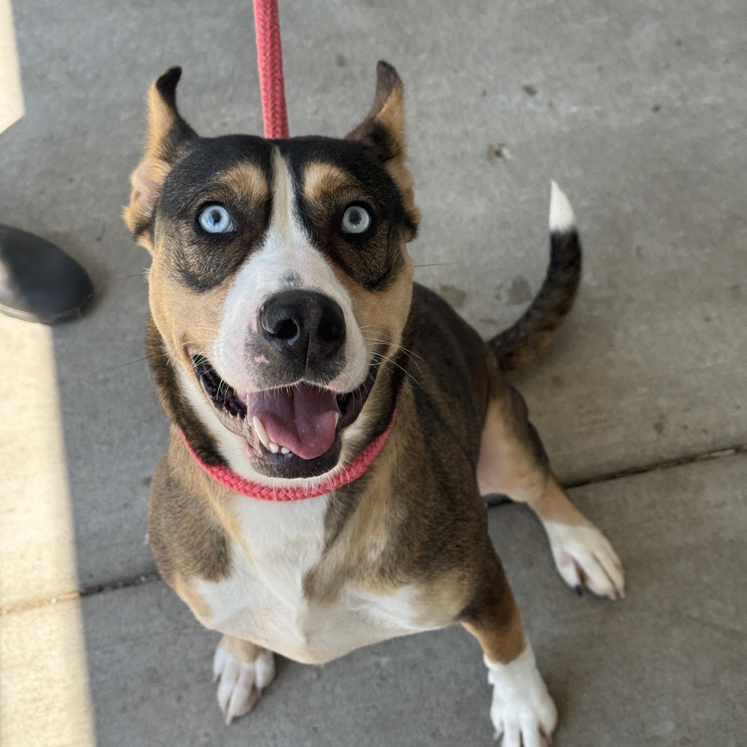 Enlarge Hera, a Adoptable mixed breed in Benton Harbor, MI image 2/4