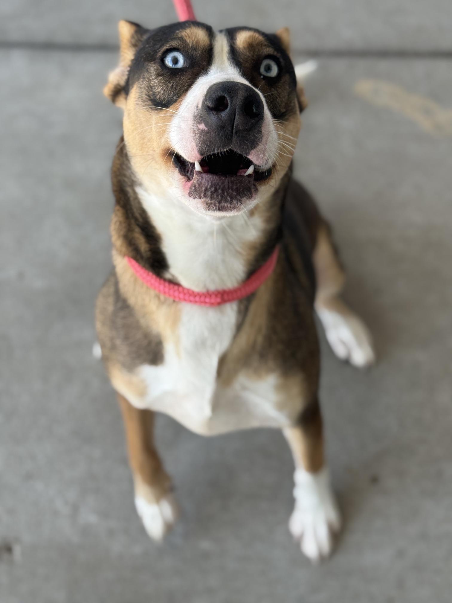 Enlarge Hera, a Adoptable mixed breed in Benton Harbor, MI image 4/4