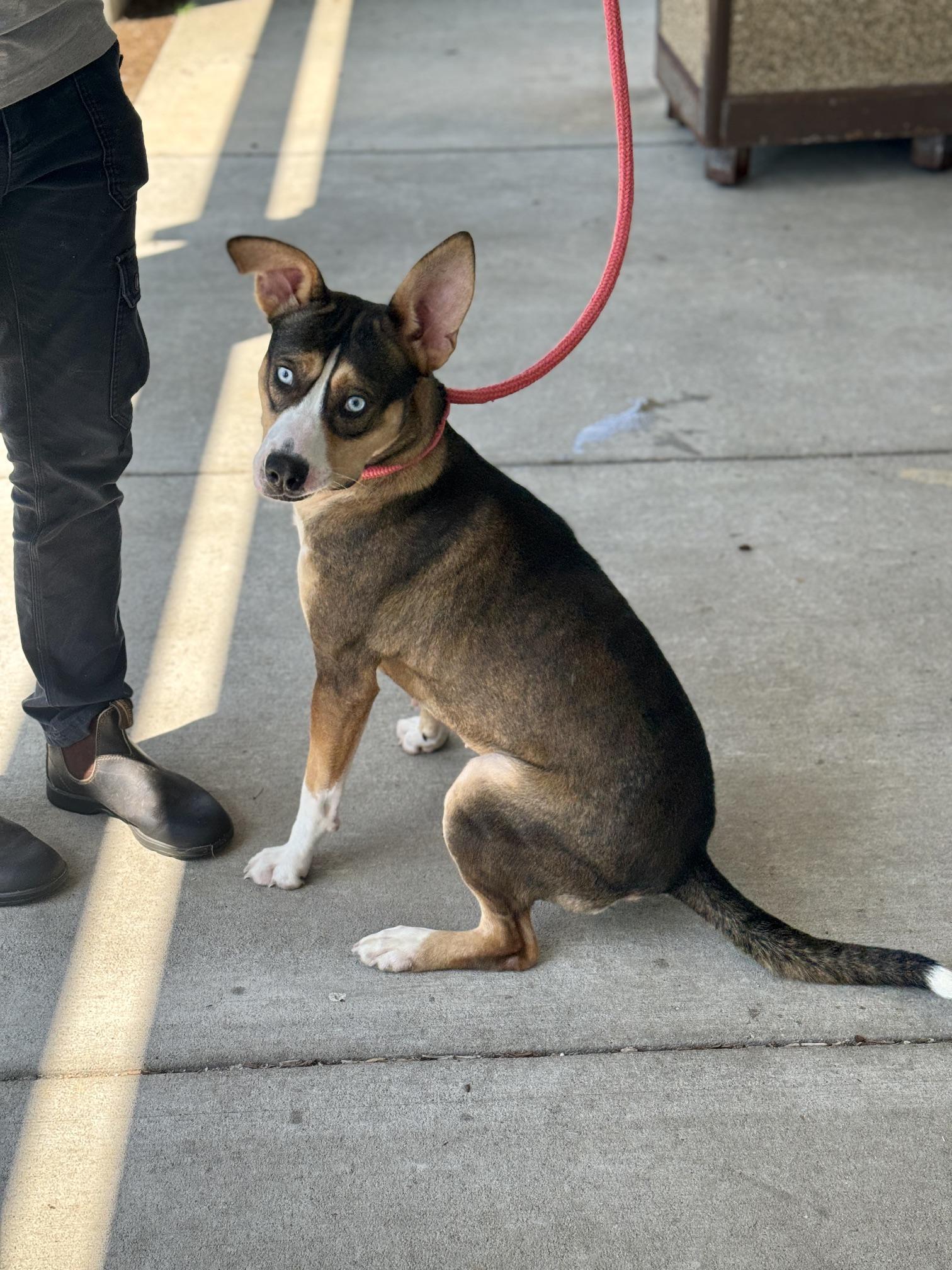 Enlarge Hera, a Adoptable mixed breed in Benton Harbor, MI image 3/4