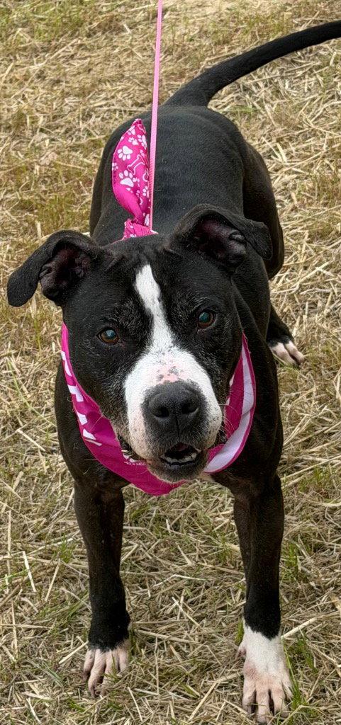 Enlarge 26-077 Amaya, a Adoptable Pit Bull Terrier in Tarboro, NC image 1/3