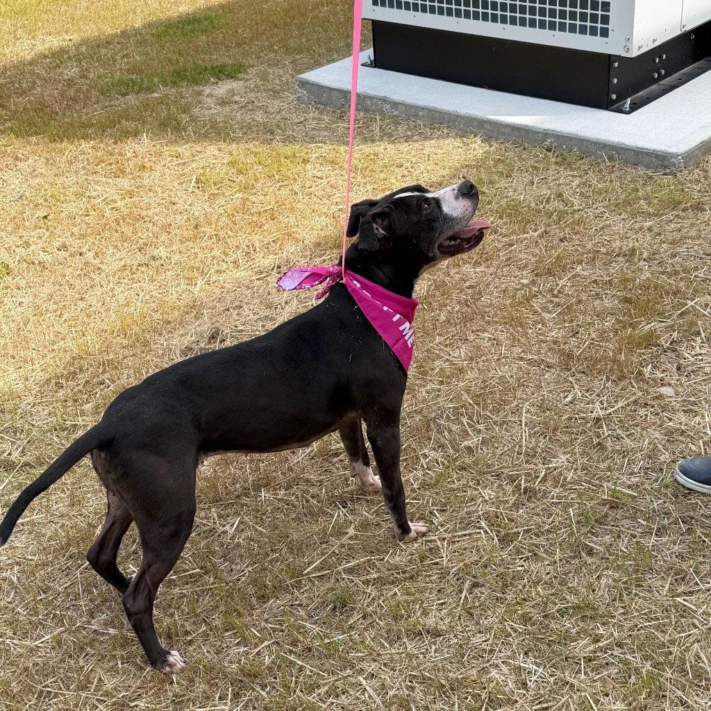 Enlarge 26-077 Amaya, a Adoptable Pit Bull Terrier in Tarboro, NC image 2/3