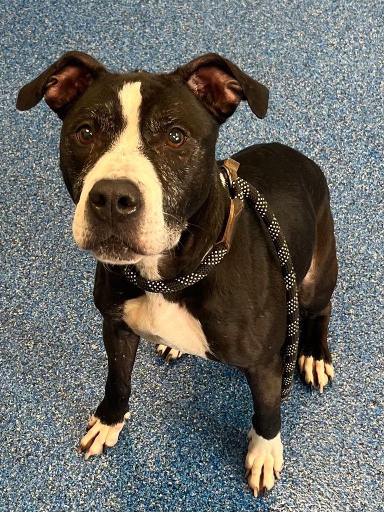 Enlarge 26-077 Amaya, a Adoptable Pit Bull Terrier in Tarboro, NC image 1/3