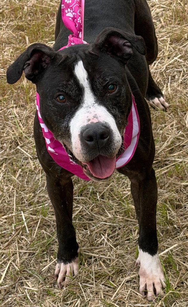 Enlarge 26-077 Amaya, a Adoptable Pit Bull Terrier in Tarboro, NC image 3/3
