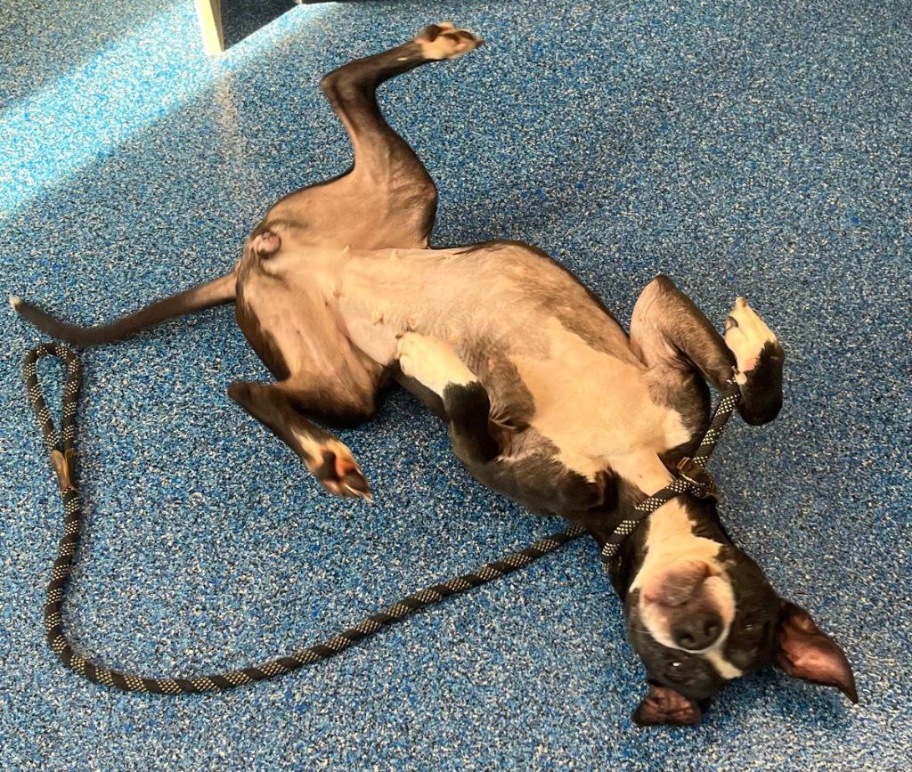 Enlarge 26-077 Amaya, a Adoptable Pit Bull Terrier in Tarboro, NC image 2/3