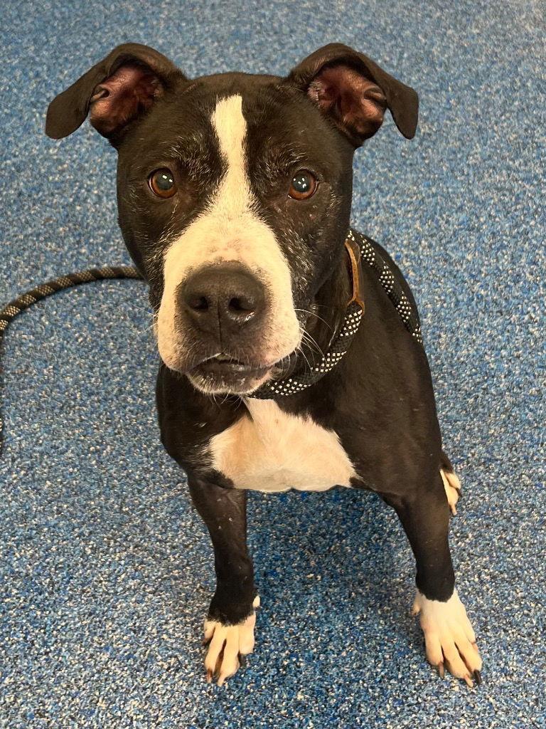 Enlarge 26-077 Amaya, a Adoptable Pit Bull Terrier in Tarboro, NC image 3/3