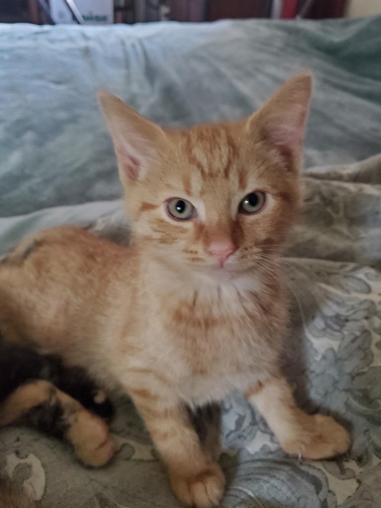 Sunny, Adoptable, Kitten Male Domestic Short Hair.
