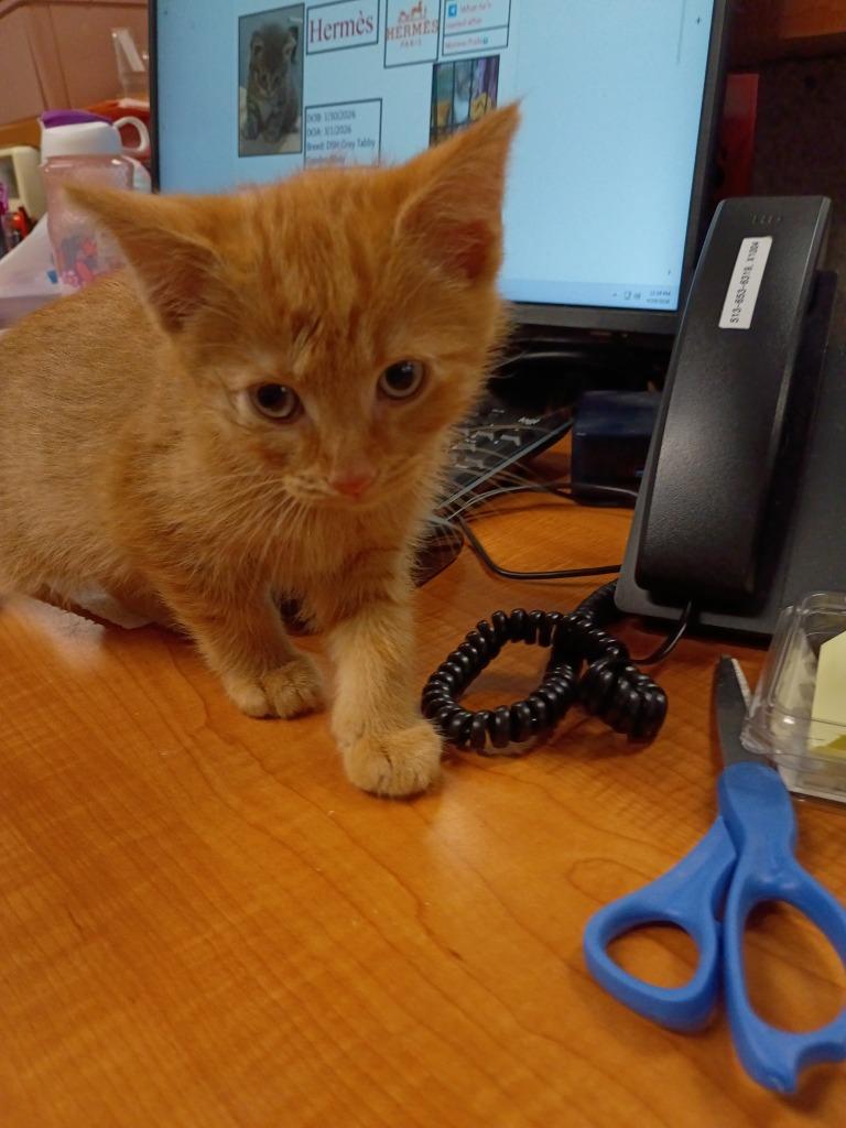 Sunny, a Adoptable mixed breed in Hamilton, OH image 3/3