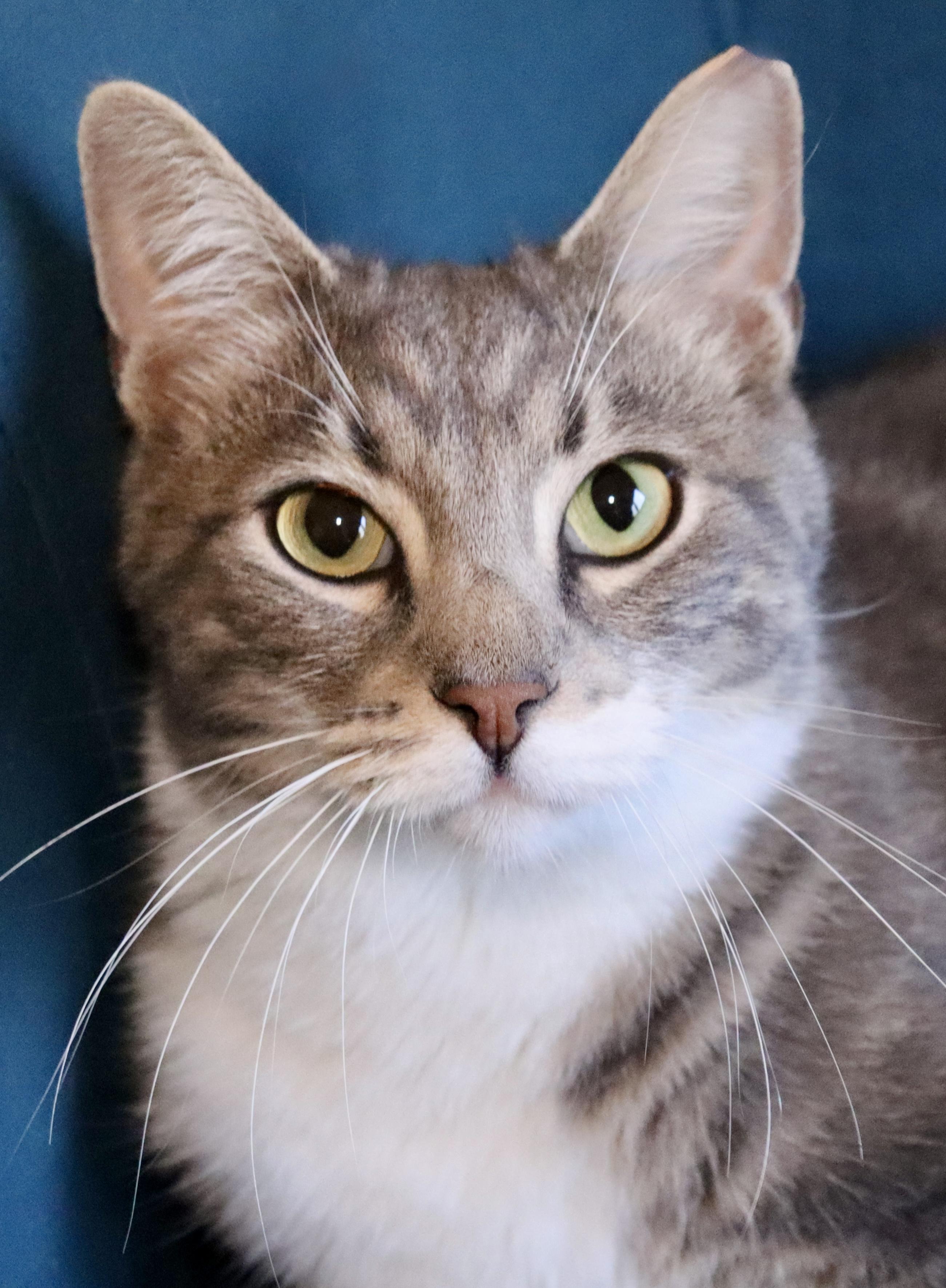 Wheeler, a Adoptable Domestic Short Hair in Grove City, OH image 1/2
