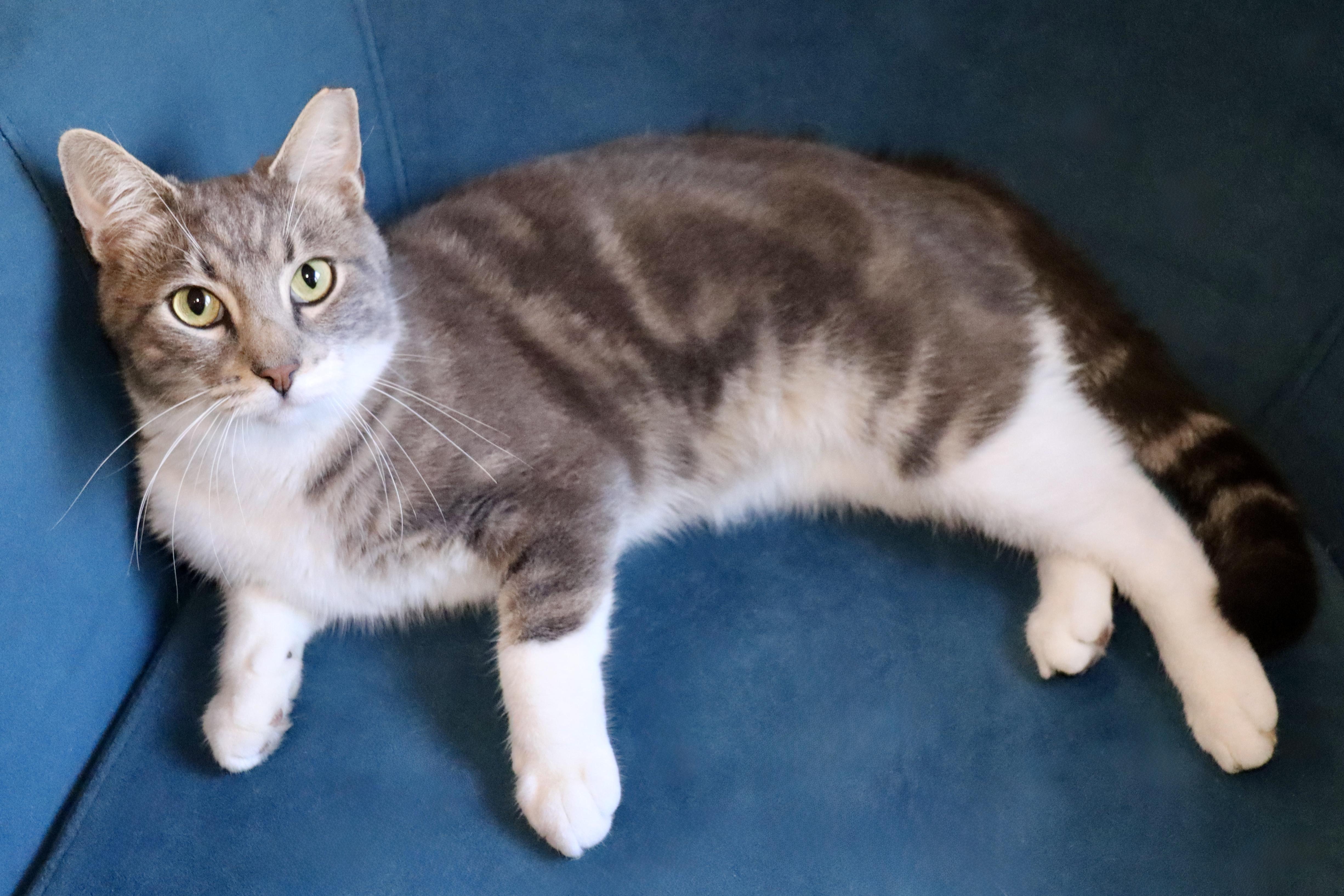 Wheeler, a Adoptable Domestic Short Hair in Grove City, OH image 2/2