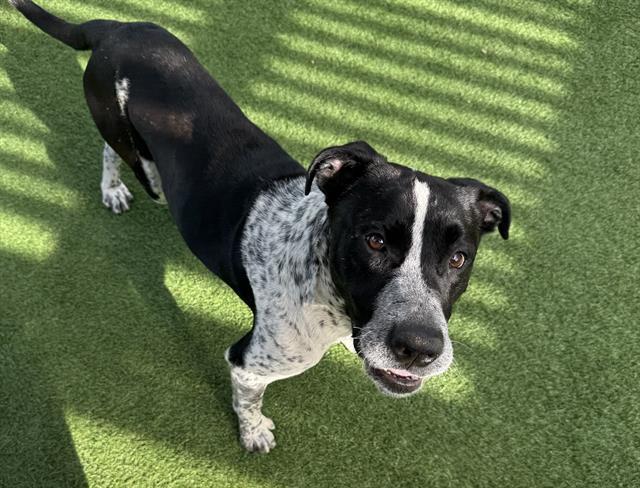 Enlarge CHARLIE, a Adoptable mixed breed in Palo Alto, CA image 1/1