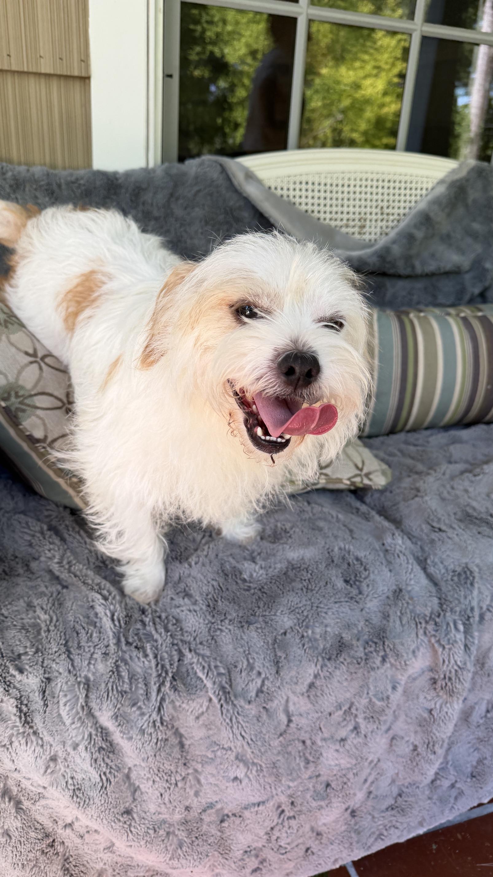Jax, a ADOPTABLE mixed breed in Knoxville, TN image 4/4