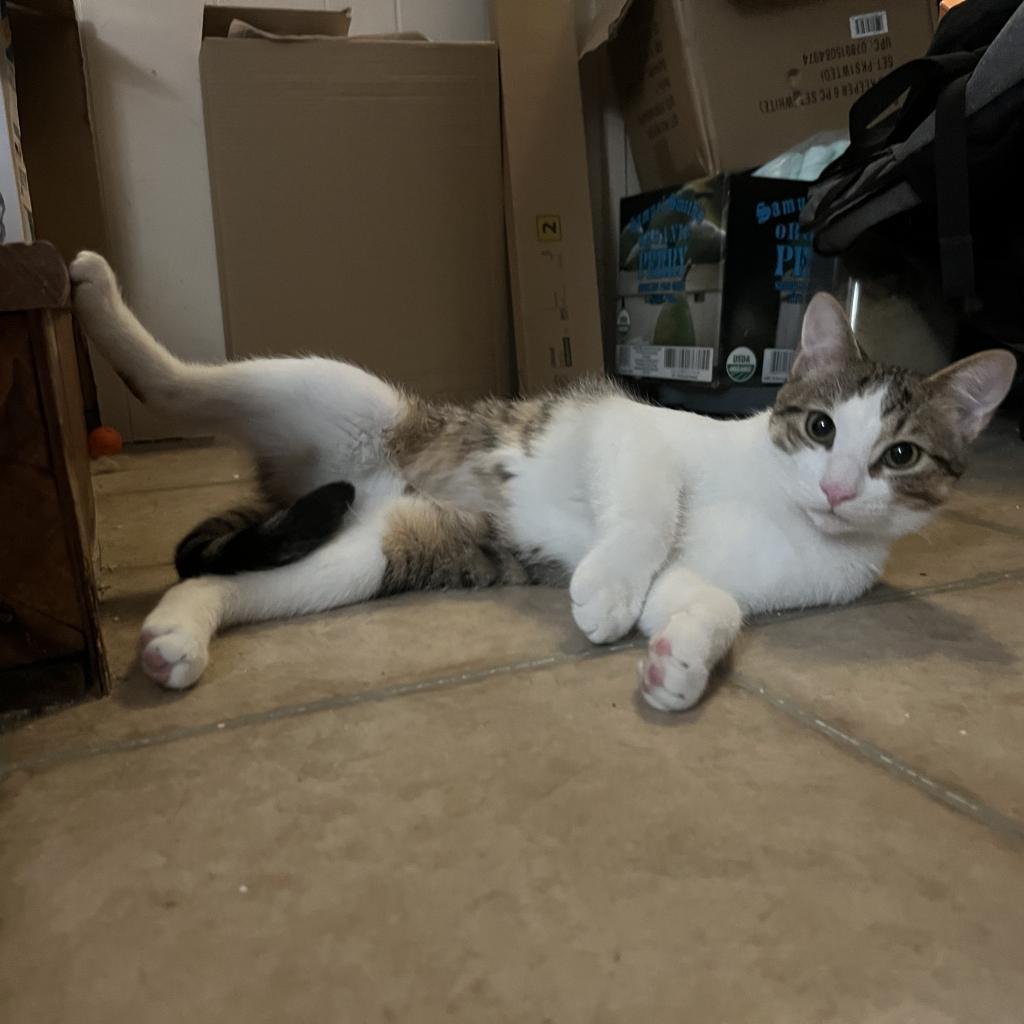 Enlarge Ham, a Adoptable Domestic Short Hair in Reisterstown, MD image 1/1