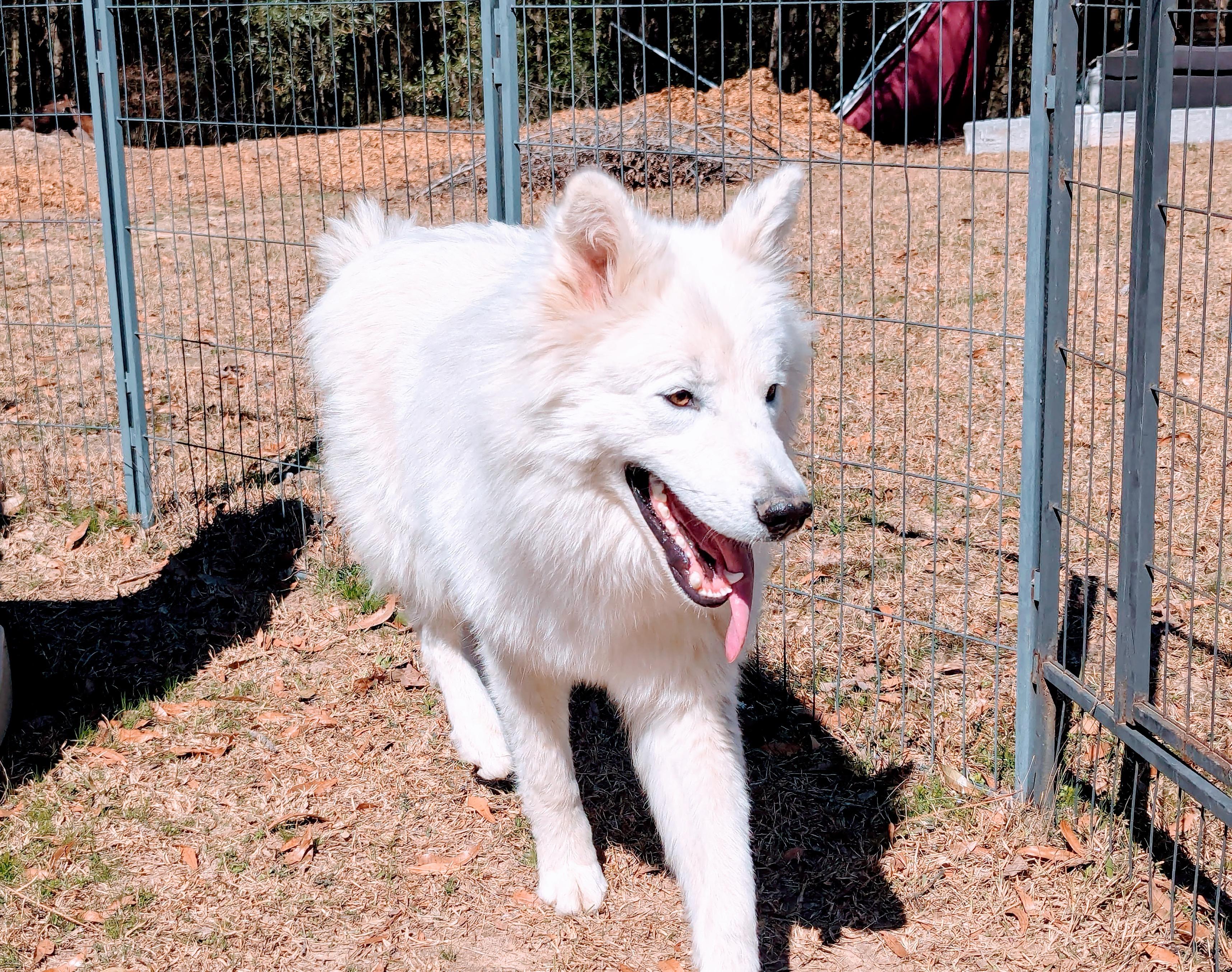 LEVI BROOKS, Adult Male Siberian Husky
