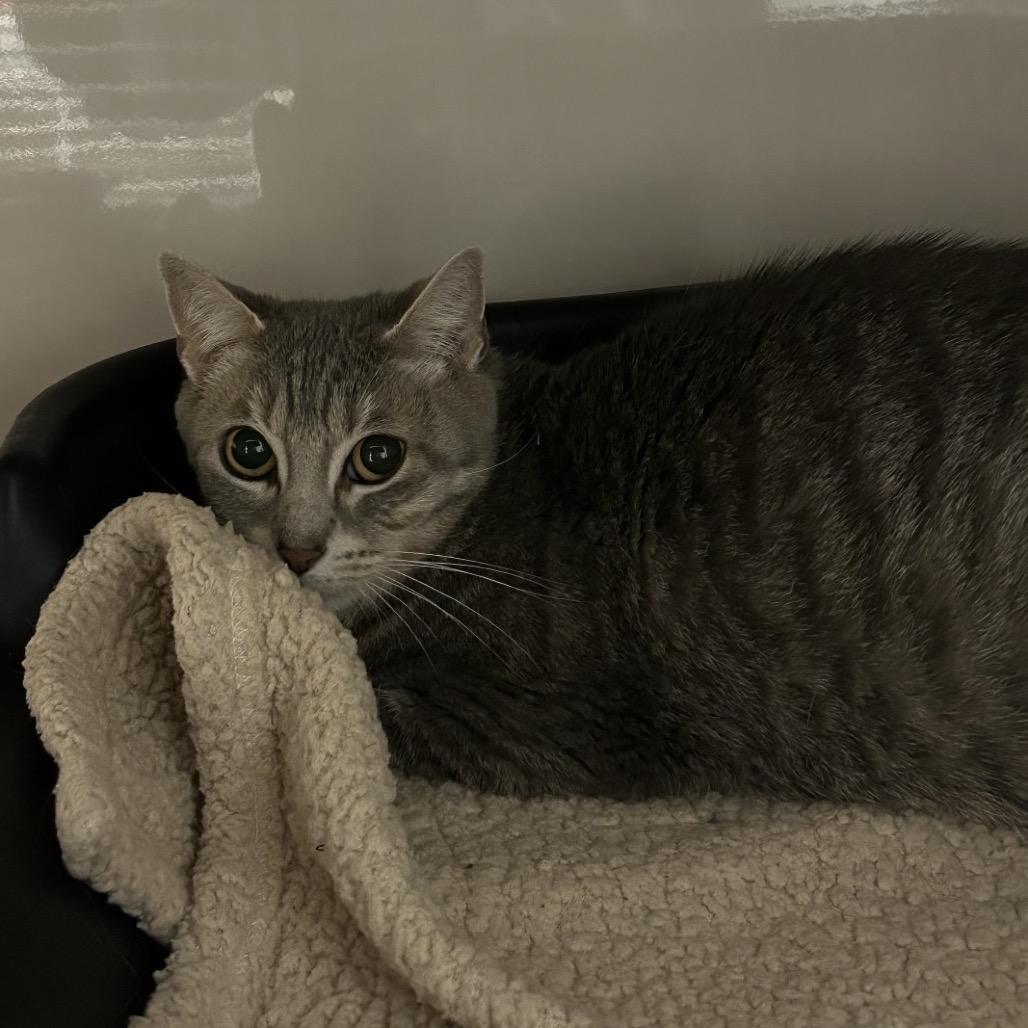 Weather, a Adoptable Domestic Short Hair in Watertown, NY image 1/2
