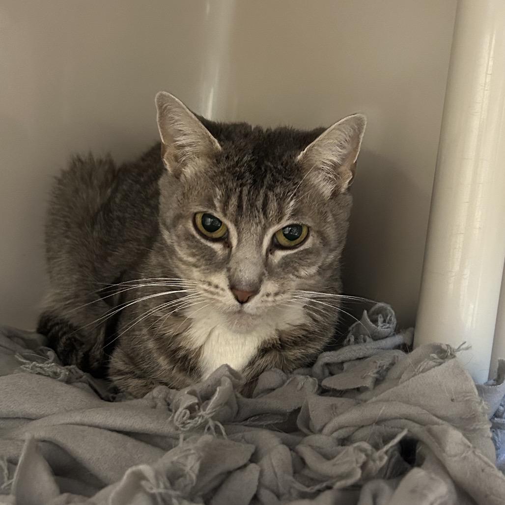 Weather, a Adoptable Domestic Short Hair in Watertown, NY image 2/2