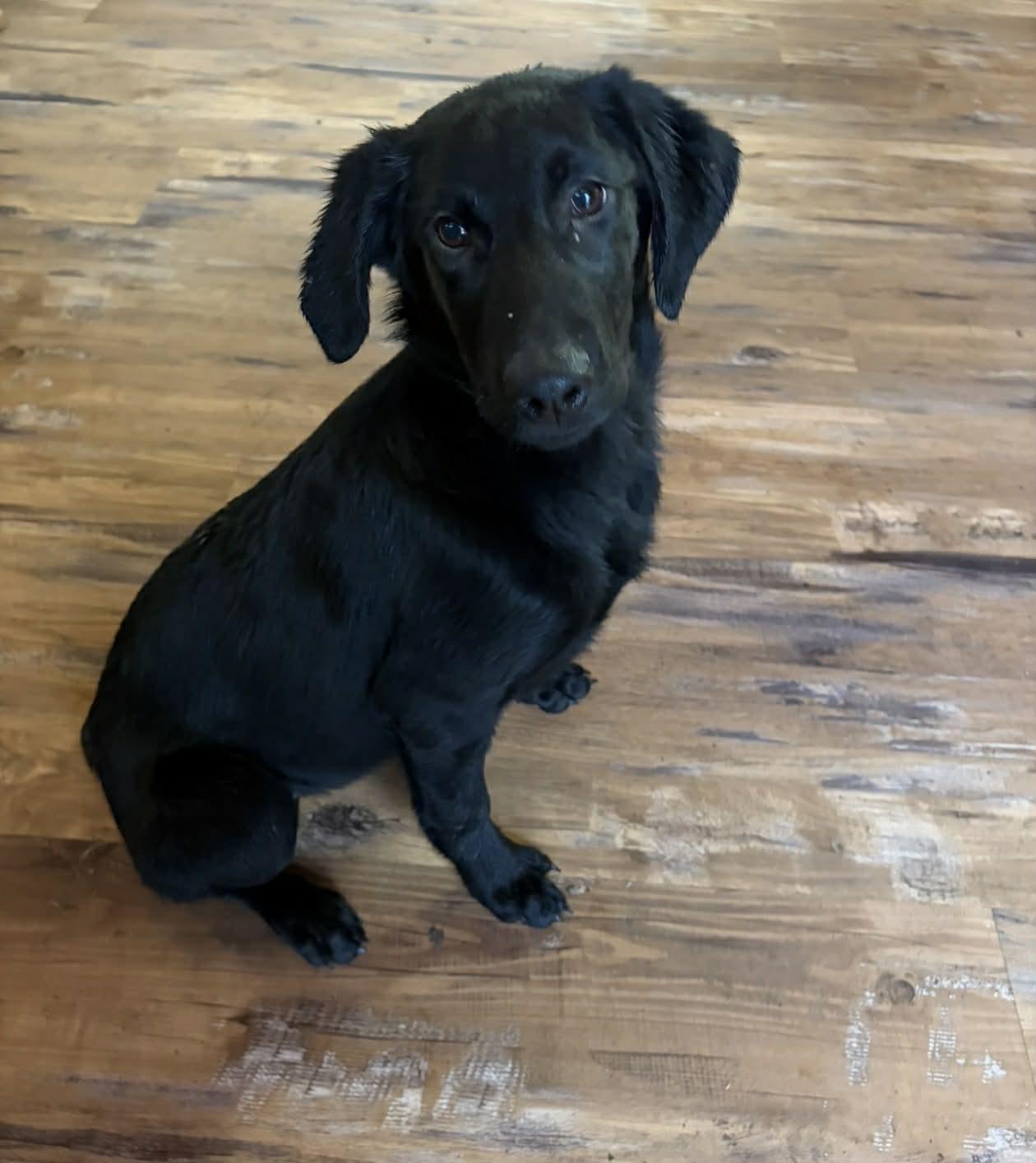 Teal, a ADOPTABLE mixed breed in Willits , CA image 1/5