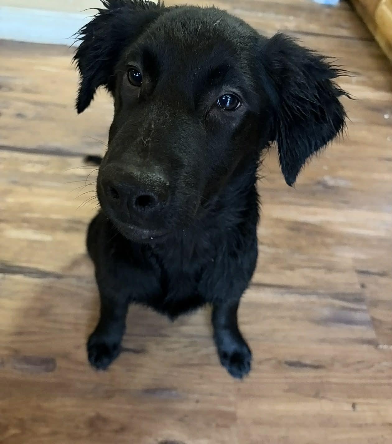 Teal, adopted, Young Female Black Labrador Retriever.