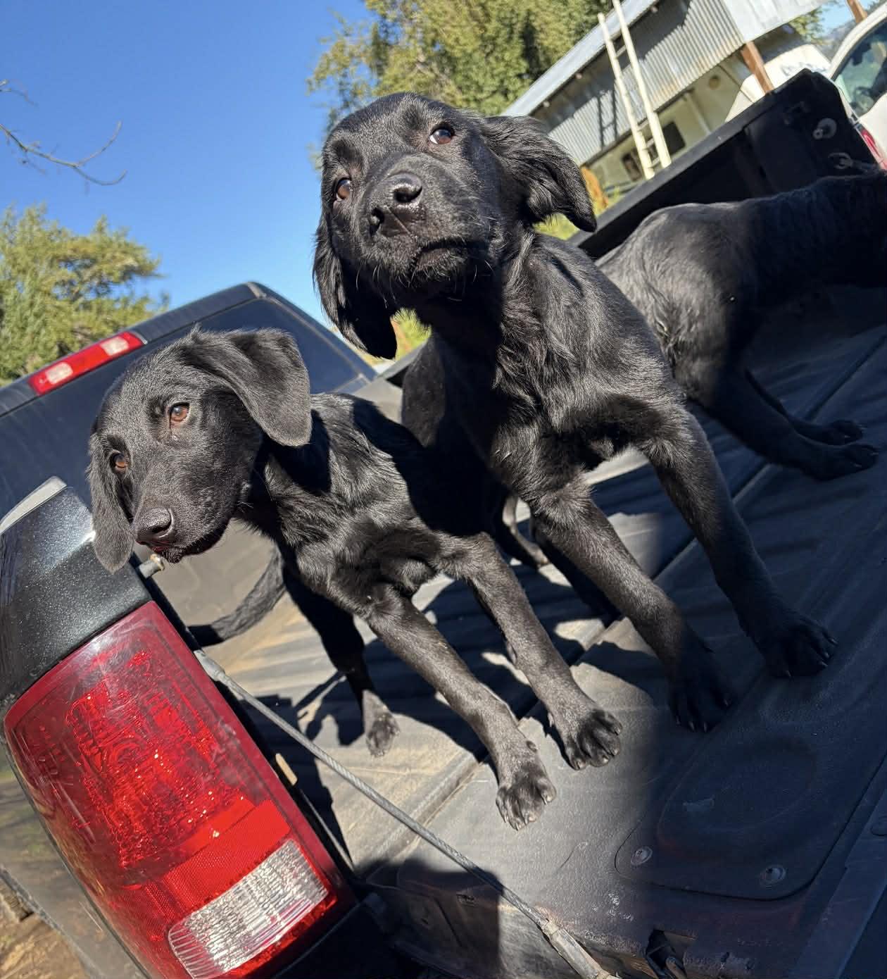 Teal, a ADOPTABLE mixed breed in Willits , CA image 4/5