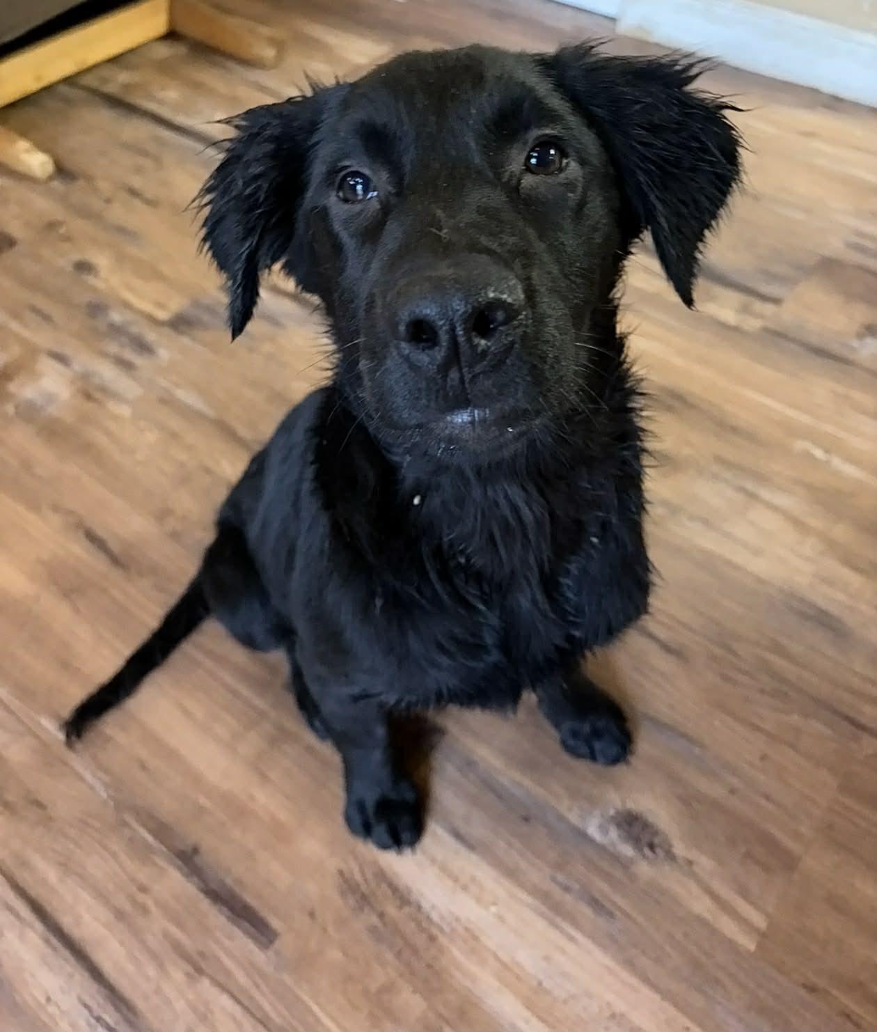 Teal, a ADOPTABLE mixed breed in Willits , CA image 5/5