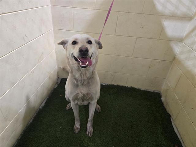SASHA, Adoptable, Young Female Labrador Retriever & Mixed Breed.