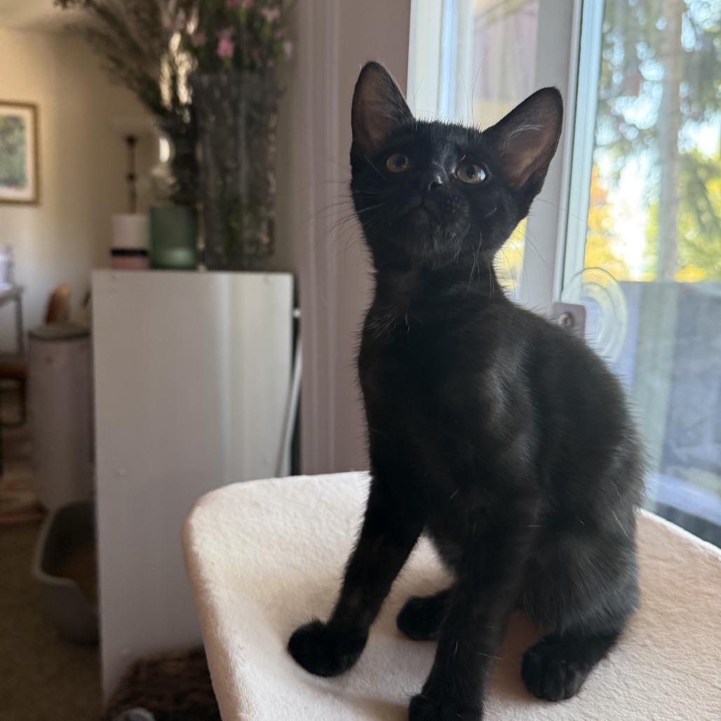 Enlarge Campfire Mule Cattail, a Adoptable Domestic Short Hair in Redmond, WA image 1/1