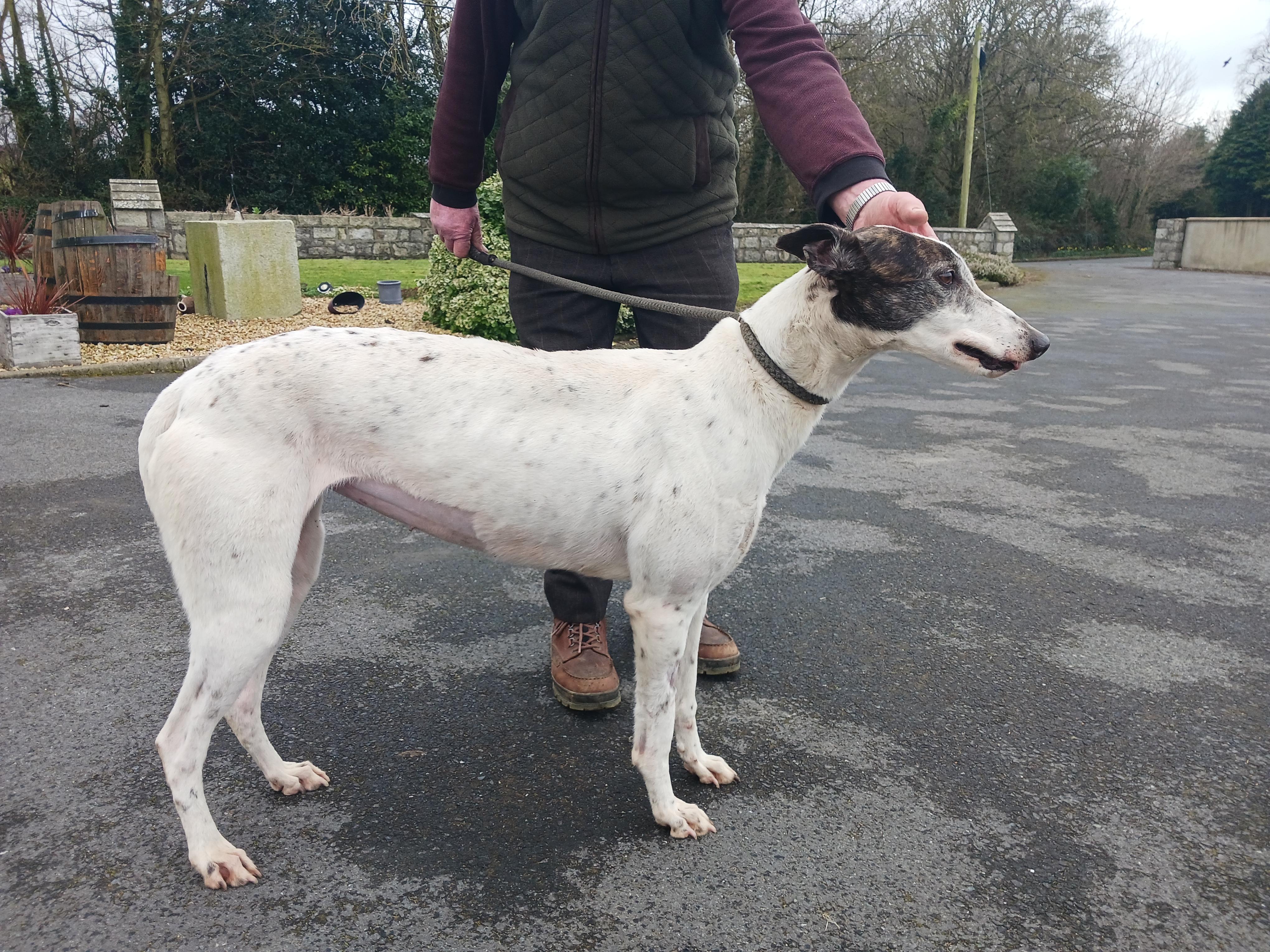 DAVINA  (Prison Trained Greyhound), Adult Female unknown