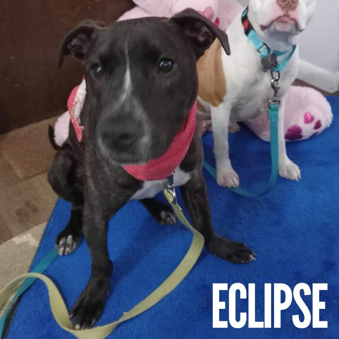 Eclipse (fka Nala)