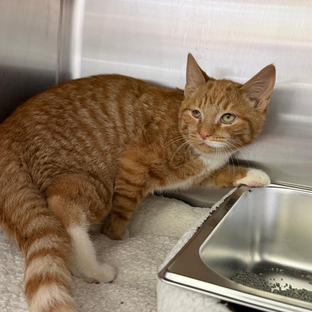 Lasagna, Adoptable, Kitten Male Domestic Short Hair.