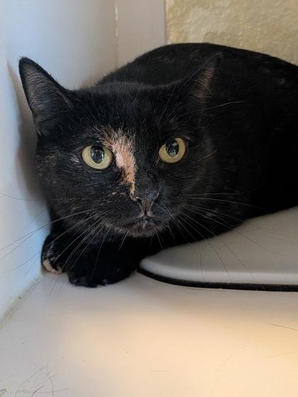 Enlarge PopTart, a Adoptable mixed breed in Divide, CO image 1/1