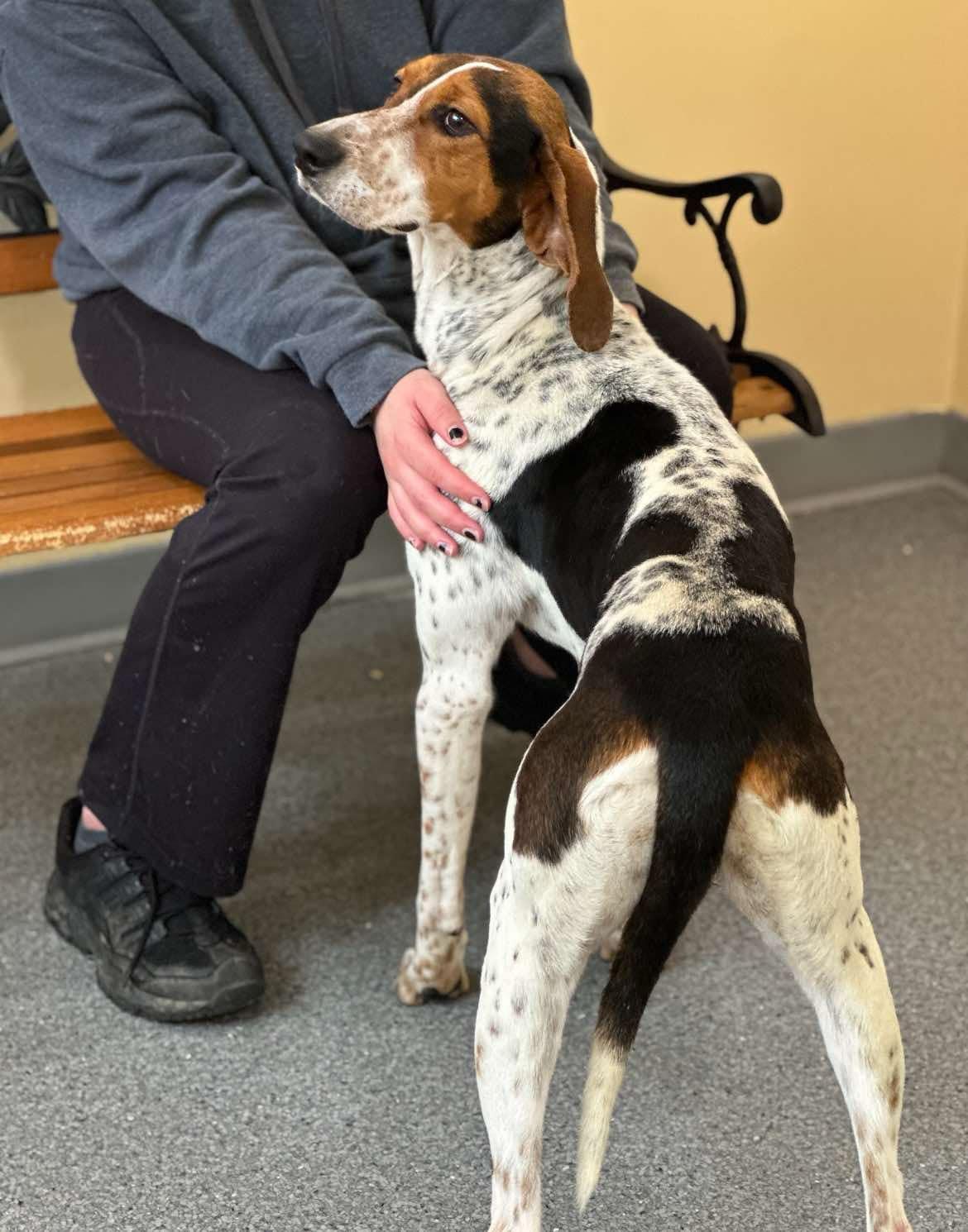 Dottie, Adoptable, Adult Female Treeing Walker Coonhound.