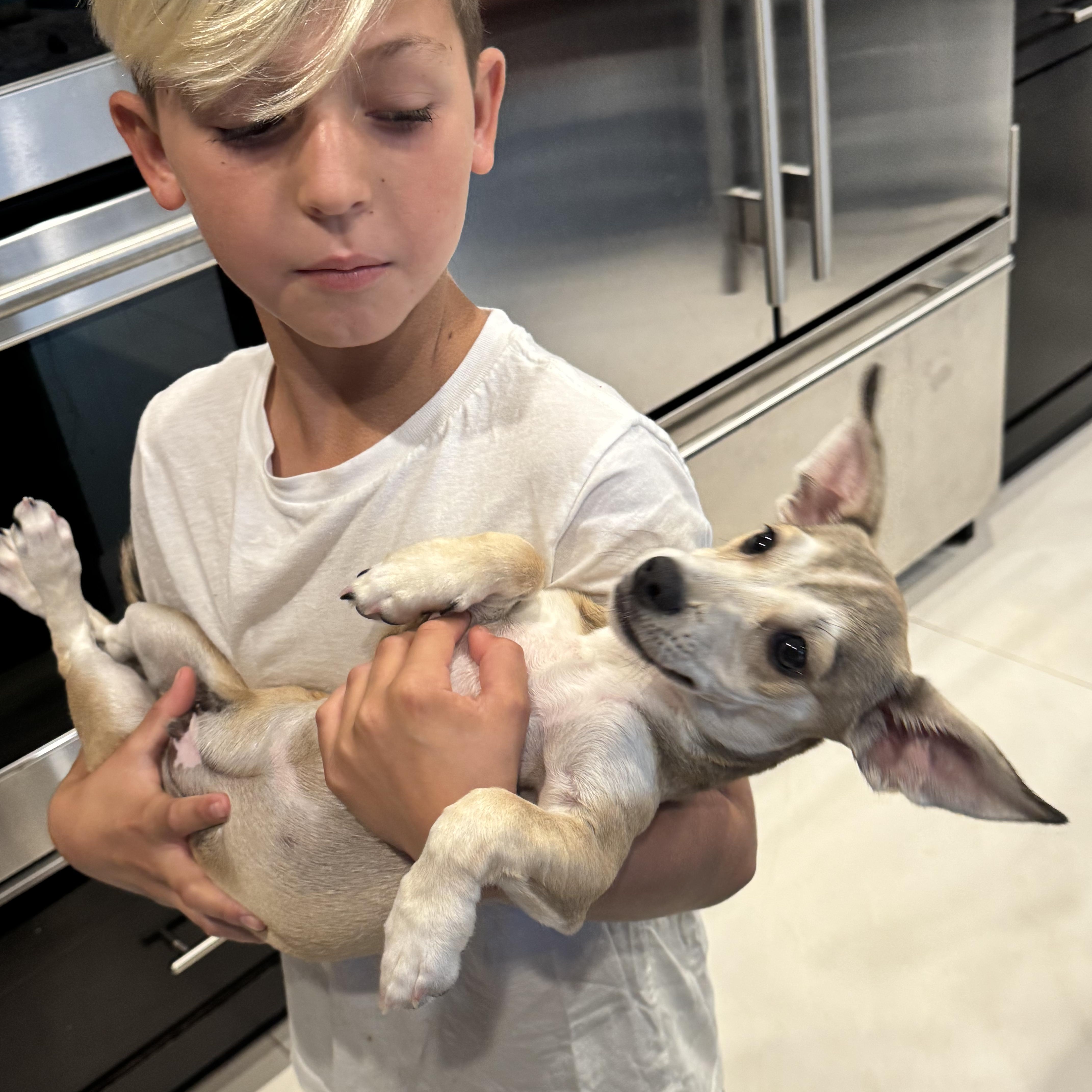 Enlarge Ryder, a Adoptable mixed breed in San Diego, CA image 2/2