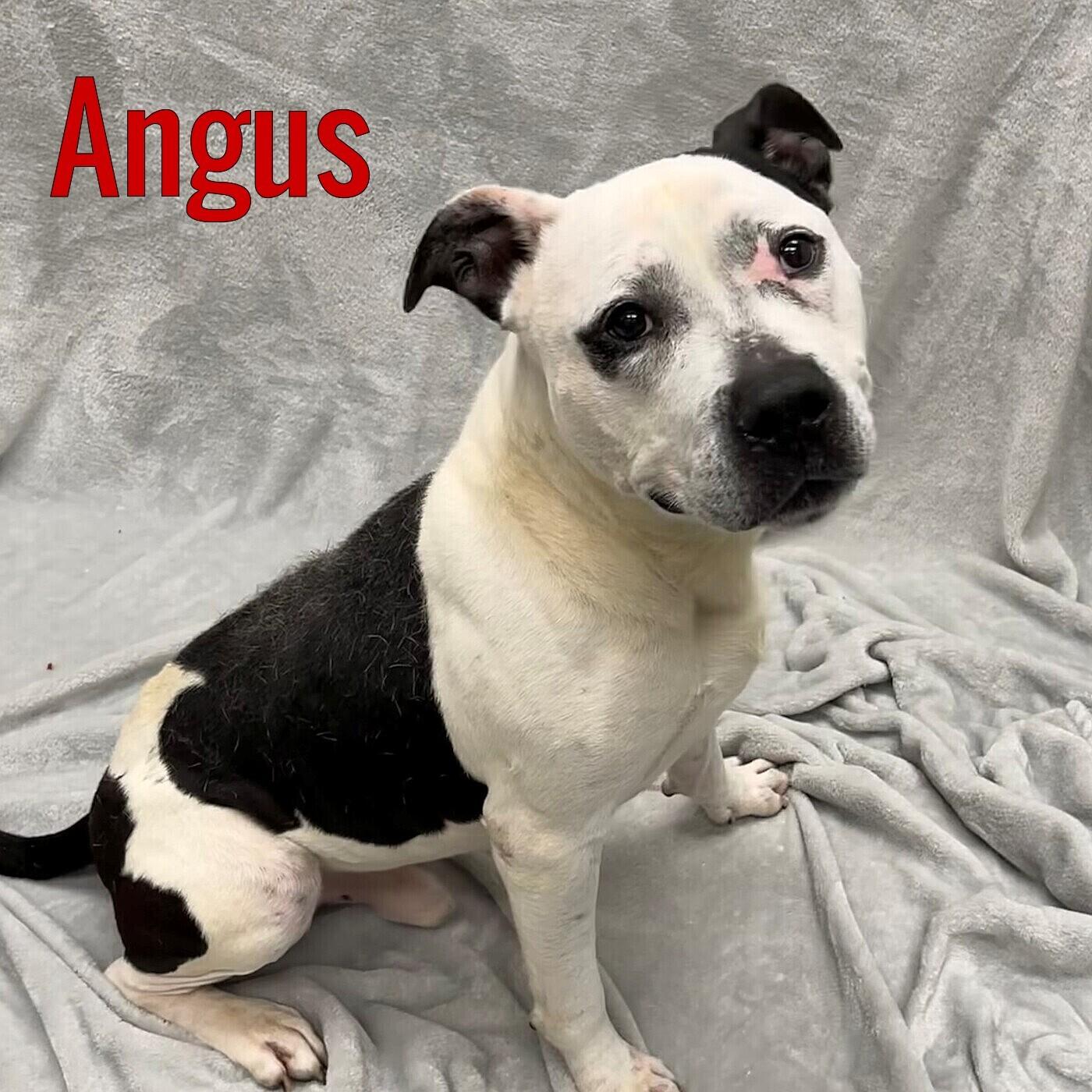 Angus, ADOPTABLE, Adult Male American Bully.