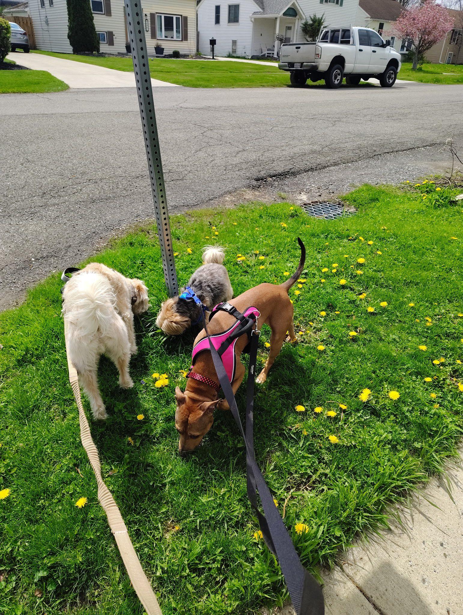 Kesha, a ADOPTABLE Mixed Breed in Derby, NY image 6/6