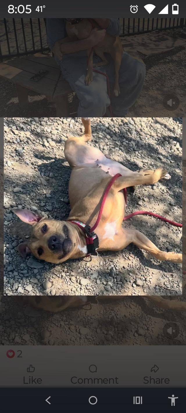 Kesha, a ADOPTABLE Mixed Breed in Derby, NY image 2/6