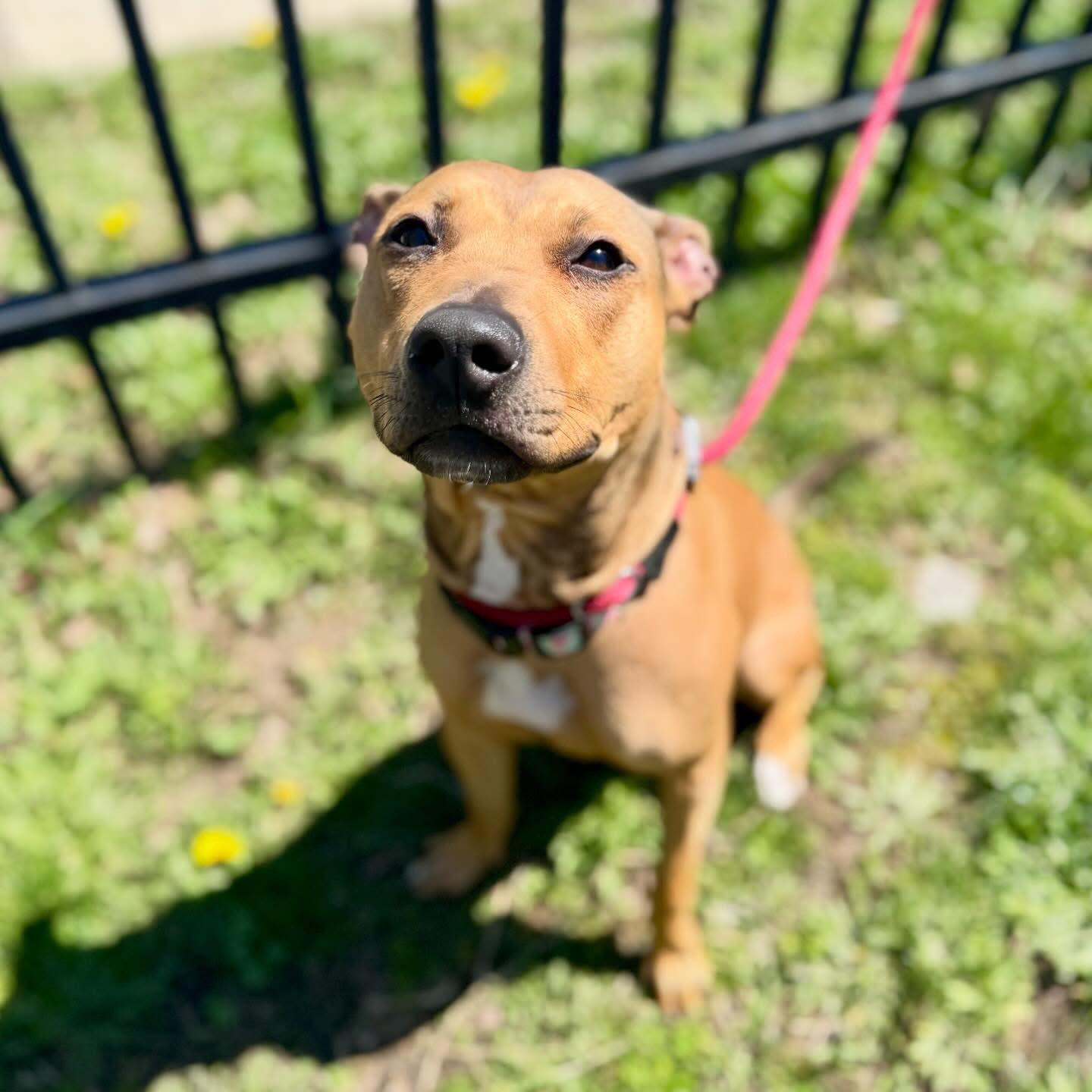 Kesha, a ADOPTABLE Mixed Breed in Derby, NY image 1/6