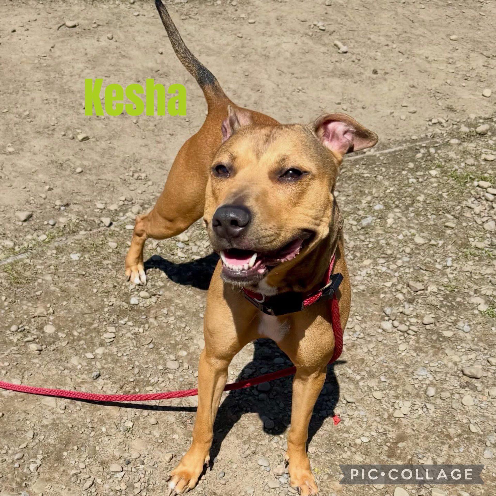 Kesha, a ADOPTABLE Mixed Breed in Derby, NY image 3/6