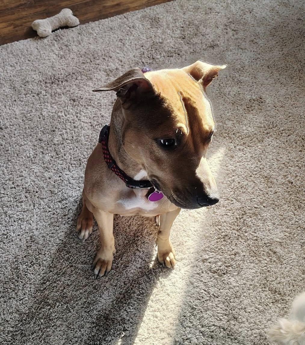 Kesha, a ADOPTABLE Mixed Breed in Derby, NY image 4/6