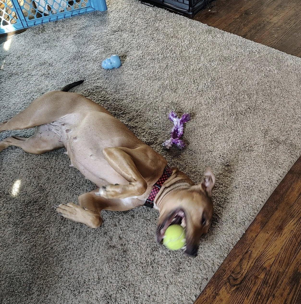 Kesha, a ADOPTABLE Mixed Breed in Derby, NY image 5/6