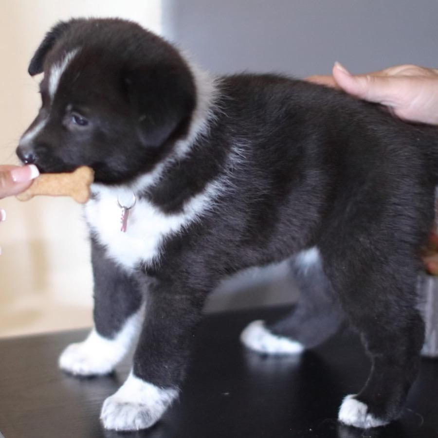 Sol, Adoptable, Puppy Female Australian Cattle Dog / Blue Heeler.