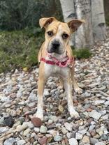 Enlarge Leah, a Adoptable mixed breed in Eagle, CO image 2/6