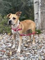 Enlarge Leah, a Adoptable mixed breed in Eagle, CO image 3/6