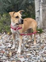 Enlarge Leah, a Adoptable mixed breed in Eagle, CO image 4/6