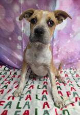 Enlarge Leah, a Adoptable mixed breed in Eagle, CO image 6/6